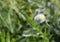 Green bud puppy flower green grass background