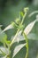 Green bud sunchoke flower in garden