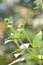 Green bud sunchoke flower in garden