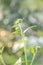 Green bud sunchoke flower in garden