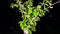 Green budding pods and leaves of Mulberry of Sahtoot leaves with black background. Beautiful green leaves of Morus plant