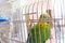 Green Budgerigar in cage