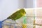 Green Budgerigar on cage. Budgie