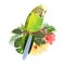 Green  Budgerigar, home pets ,green  parakeet  on a branch bouquet with tropical flowers hibiscus, palm,philodendron watercolor