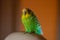 A green Budgerigar male sleeps on a chair in the house in the evening. Green Budgerigar on white armchair in apartment building