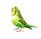 Green Budgerigar Parakeet Watercolor Exotic Bird Illustration Hand Drawn