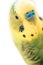 Green budgerigar parrot close up portrait on white background. macro. Cute green budgie. selective soft focus.