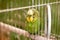 Green budgerigar parrot close up sits in cage. Cute green budgie
