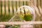 Green budgerigar parrot close up sits in cage. Cute green budgie