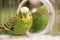 Green budgerigar parrot close up sits in cage. Cute green budgie