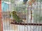 Green budgerigar parrot close up sits on cage near the mirror. Cute green budgie