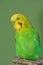 Green budgerigar portrait