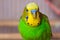 A green budgerigar sits on a perch. Close-up photo. Free keeping of a bird.