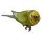 Green budgerigar in vector