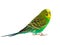 Green budgie