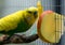 Green budgie eating apple Melopsittacus undulatus