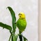 A green budgie is sitting on a green plant. Poultry hand made pet. Parrot look up.