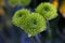 Green buds chrysanthemums closeup