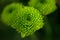 Green buds chrysanthemums closeup