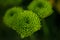 Green buds chrysanthemums closeup
