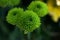 Green buds chrysanthemums closeup
