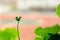 Green buds of a geranium flower on a blurred background. Pelargonium flower