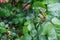 Green buds roses, drops of the water on the leaves, rainy weather greenery