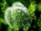 Green buds of unopened poppy with drops after rain, macro