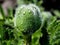 Green buds of unopened poppy with drops after rain, macro