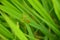 The green bug insect hold on paddy plant in the field meadows