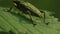 Green bug on the leaf. Macro