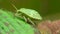 Green bug on leaf Macro insect bug