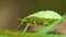 Green bug on leaf Macro insect bug