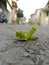 Green bugs with antennas that are perched in the middle of the paved road