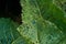 Green bugs pests flea beetles eat plant leaves