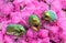 Green bugs on pink flowers