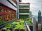 Green buildings with growing plants