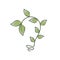 Green bulb leaf ornament vector icons symbol