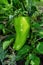 Green Bulgarian pepper or Bell pepper Latin: Capsicum annuum close up. Ripening bell peppers in a greenhouse. Soft selective