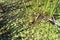 Green Bullfrog in a Marsh