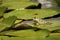 Green bullfrog in a pond