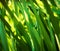 Green Bulrush Closeup.