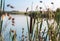 Green Bulrush Reed the lake on the background