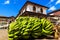 Green bunch of bananas lying in a street