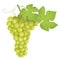 Green bunch of grapes. Green grapes cluster illustration vector