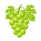 Green bunch of grapes with leaves. Sweet berry simple flat icon - vector