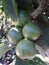 Green bunch of guava fruits hanging on tree