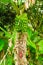 Green bunch of plantain bananas on the tree. Plantain banana is a delicacy fruit common in the Latin American diet