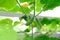 green bunch of ripening cucumbers, Cucumis sativus, edible fruits, tops in background, concept of rich harvest of vegetable plants