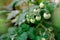 green bunch of ripening tomatoes, Solanum lycopresicum, edible fruits, tops in background, concept of rich harvest of vegetable